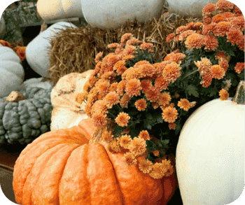 Autumn display featuring orange chrysanthemums surrounded by pumpkins of various colors and sizes, with hay bales in the background.